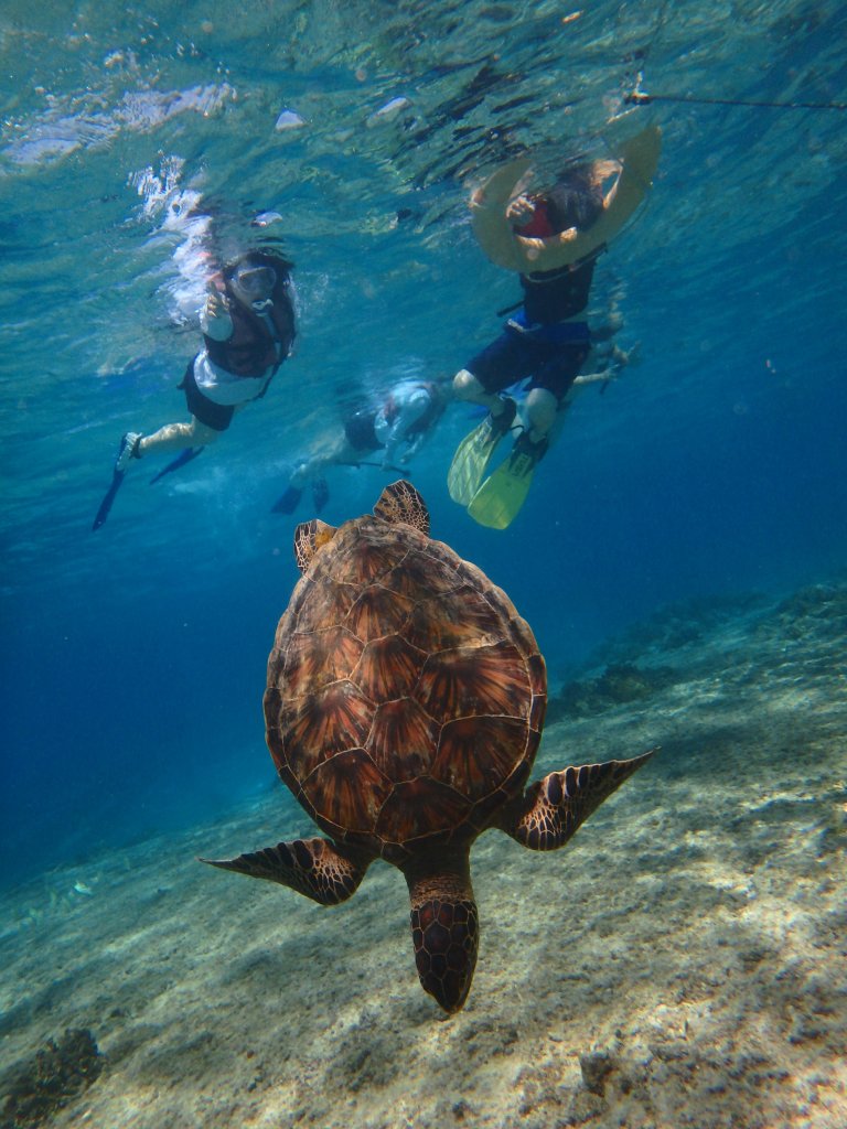 カメちゃんの種類 宮古島でウミガメシュノーケル 体験ダイビングするならマリンサポートタイド 宮古